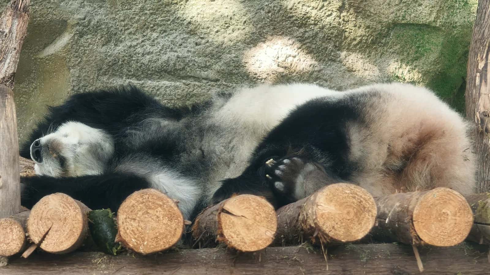 Giant panda at the Chengdu Research Base of Giant Panda Breeding.