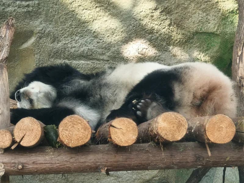 Chengdu Panda Base private tour.