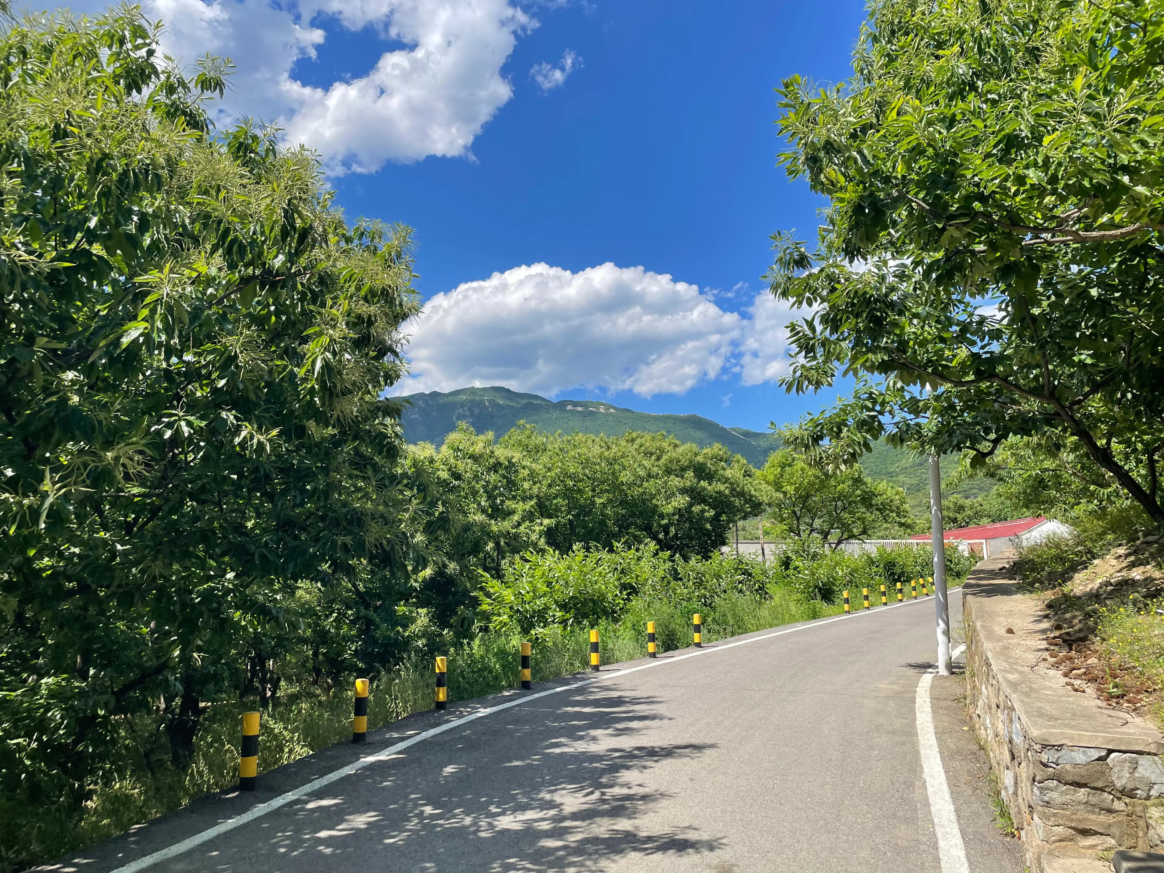 A tree-lined country lane in Beigou village near Mutianyu, with the upper Mutianyu Great Wall on the ridge near watchtowers 21–23 framed between chestnut and willow trees, and the Cultural Revolution–era hillside slogan “Be loyal to Chairman Mao” faintly visible on the green mountainside under a blue sky.