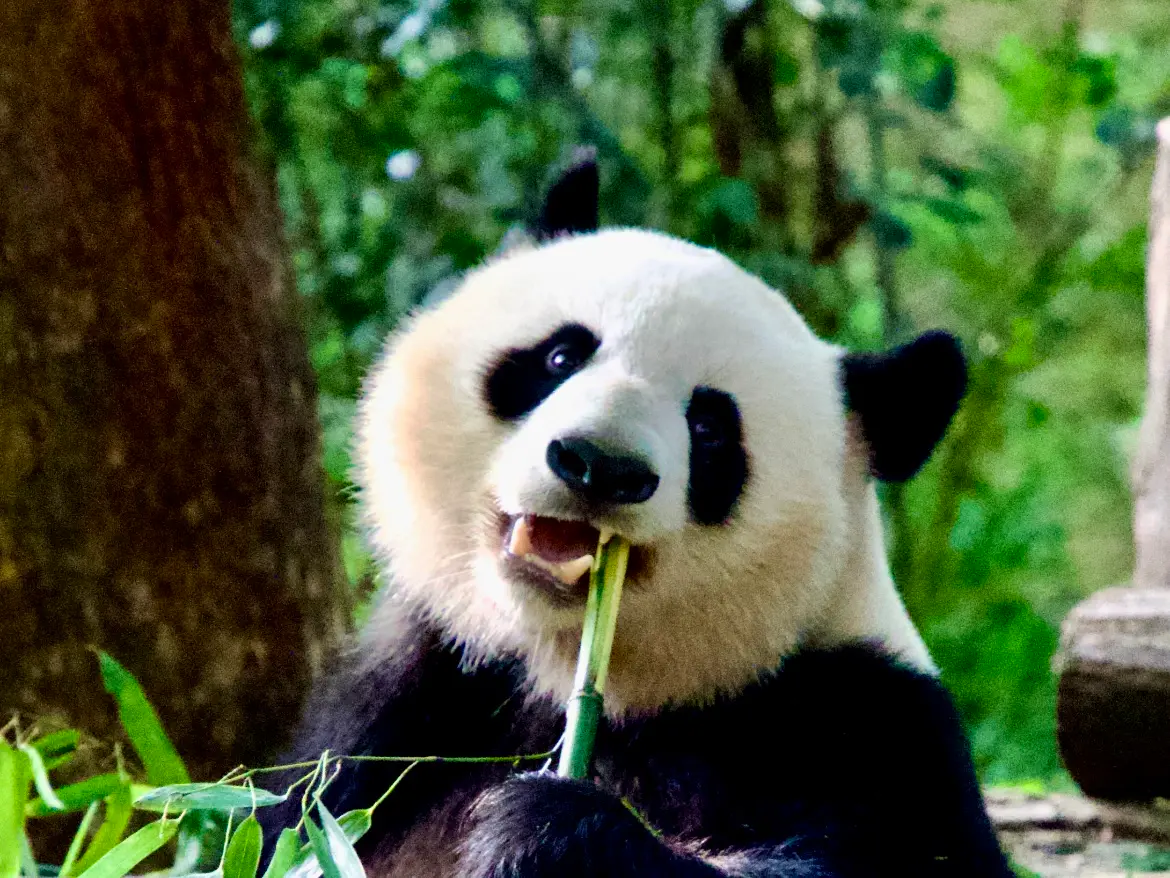 Giant panda resting at a Chengdu panda facility