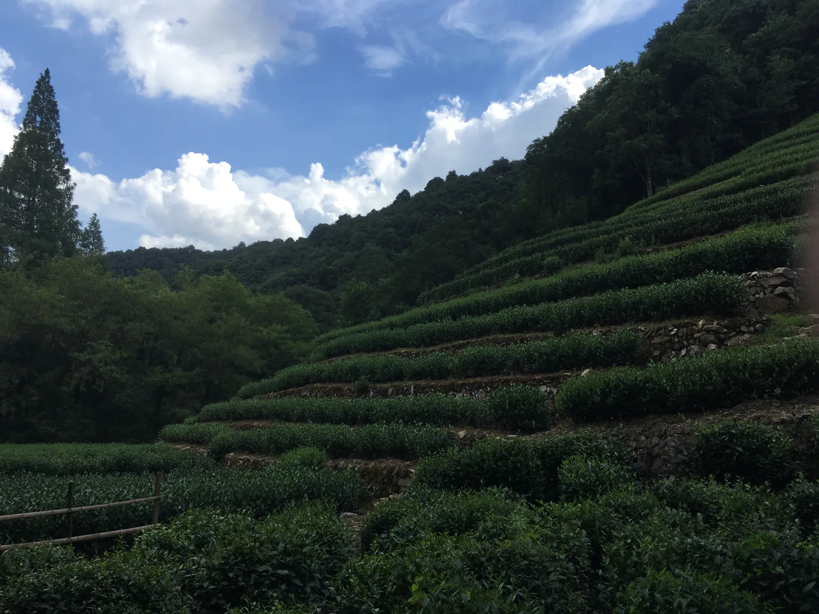 Longjing tea plantation terraces in Hangzhou, Zhejiang