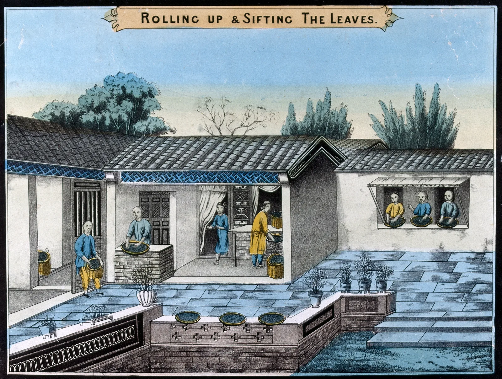 Workers rolling and sifting tea leaves at a plantation in China, historical photograph