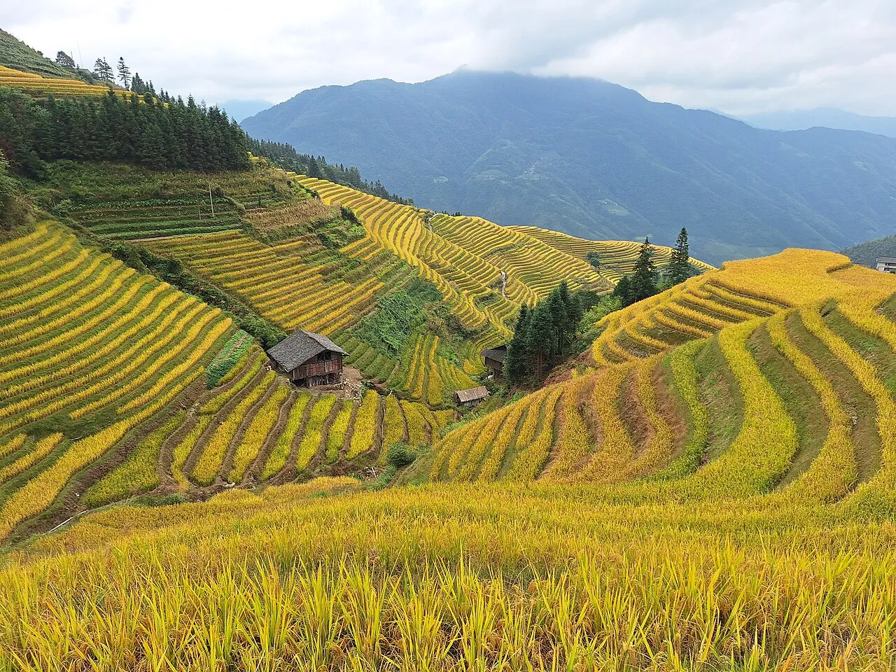 Longji Rice Terraces hillside landscape