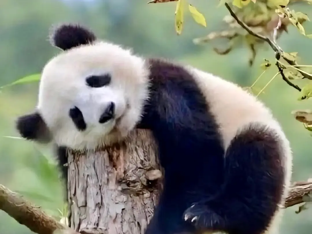 Giant panda resting its head on a tree stump.