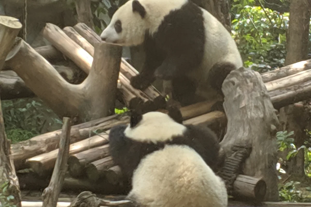 Chengdu Panda Base – Visiting Pandas