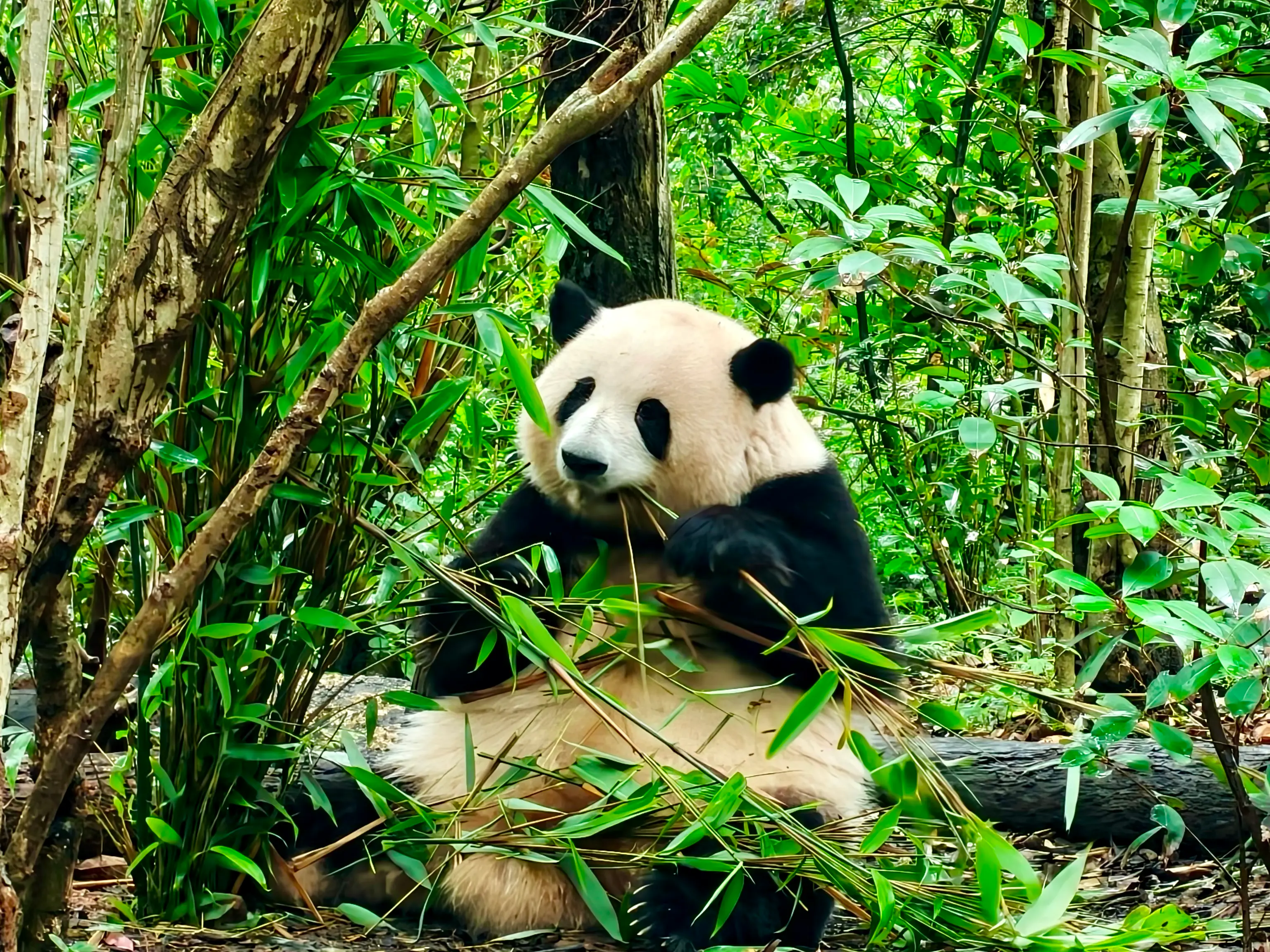 Panda wielka w Bazie Pand w Chengdu podczas prywatnej wycieczki.