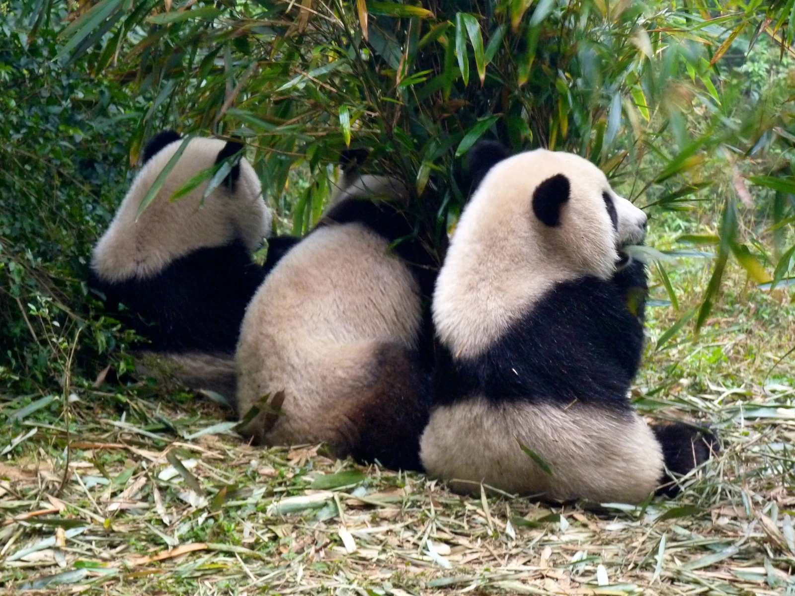 How to Visit Panda Base – Visiting Pandas
