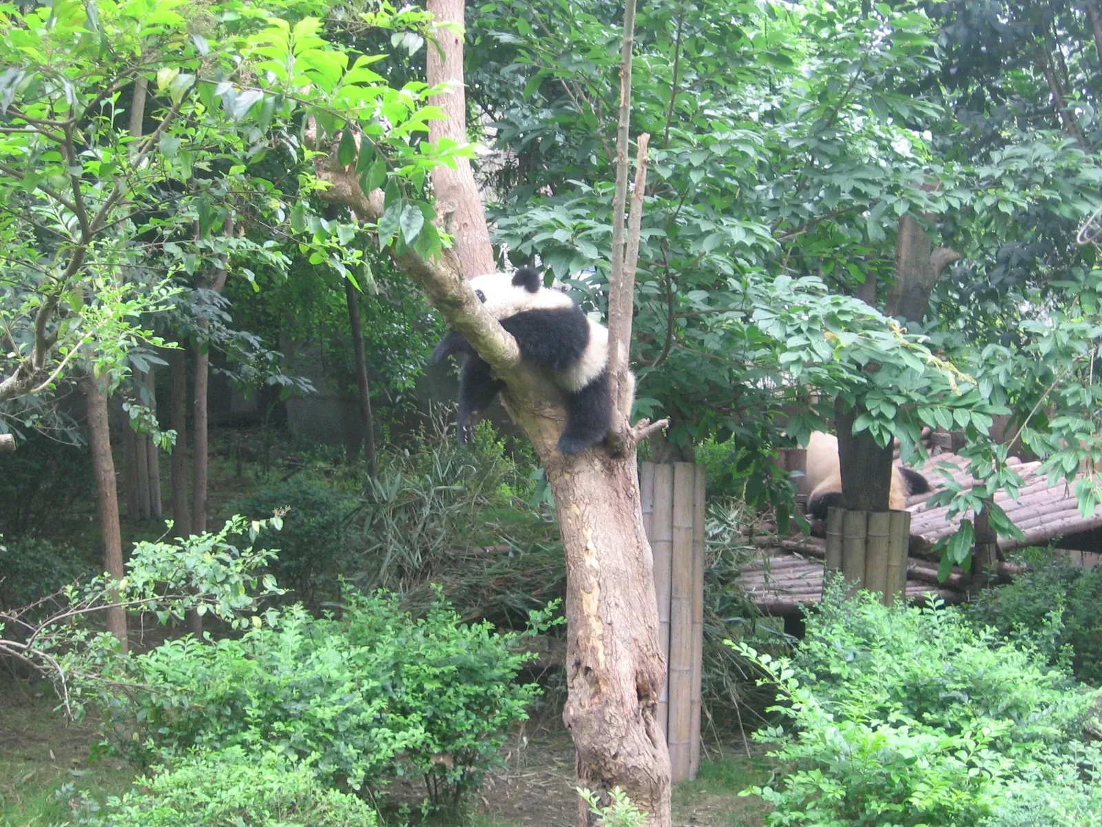 Dujiangyan Panda Valley – Visiting Pandas