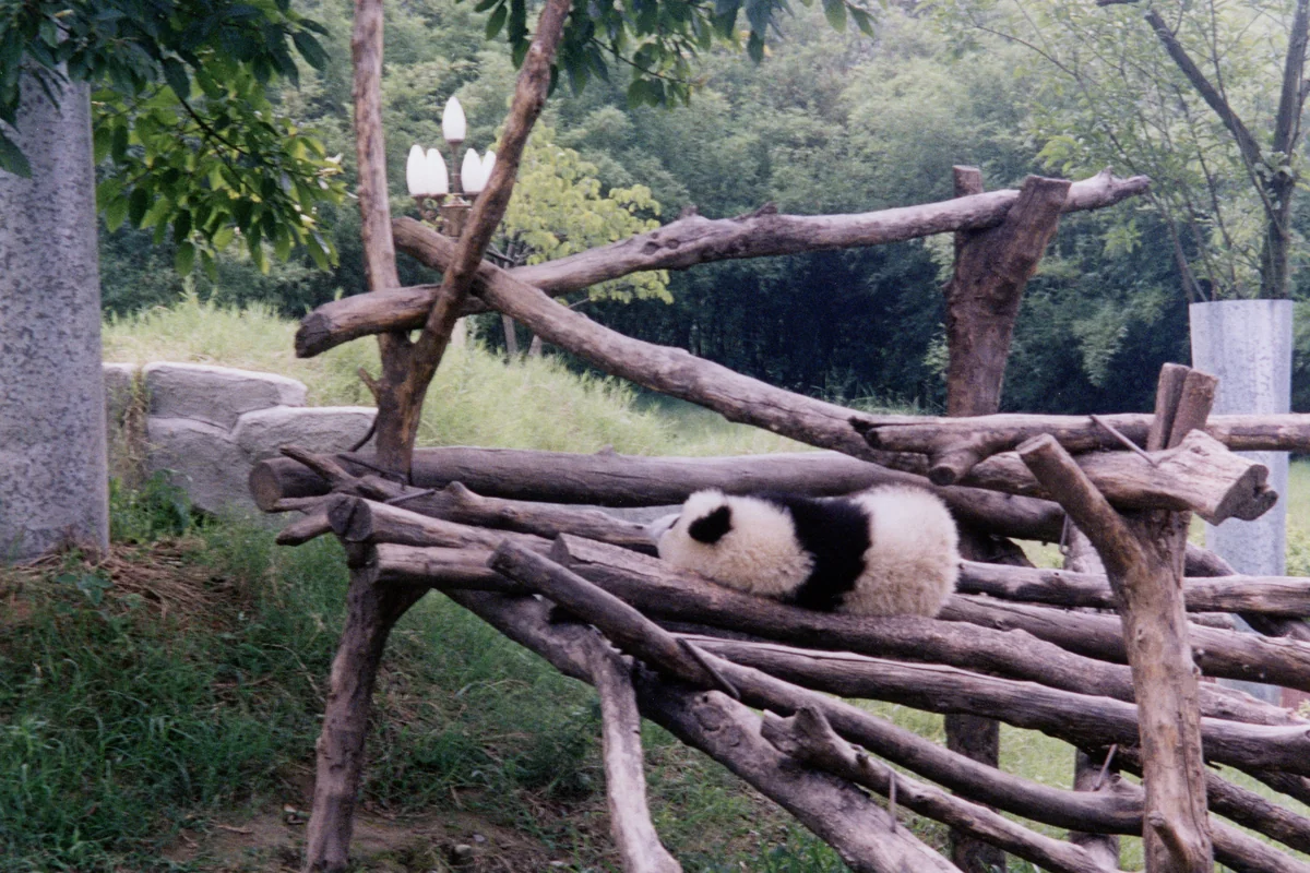 Panda Bases Compared – Visiting Pandas