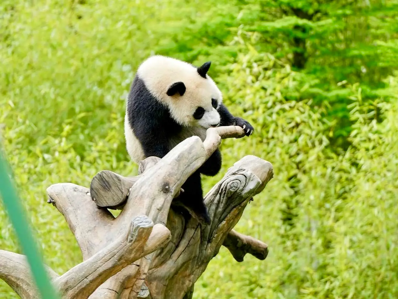 Giant panda in naturalistic forest setting, Wolong region